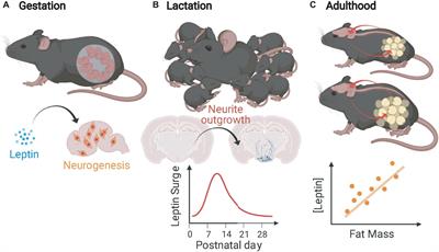 The Role of Leptin in the Development of Energy Homeostatic Systems and the Maintenance of Body Weight